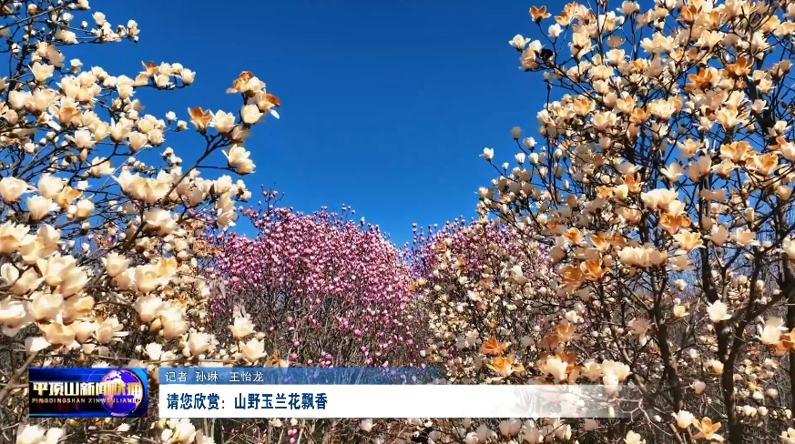 VeryCapture_20250319160403.jpg VeryCapture_20250319160403.jpg